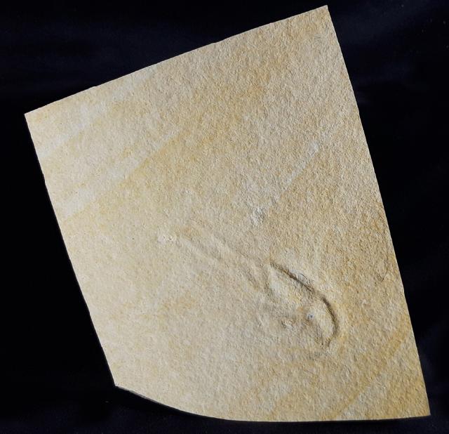 Mecochirus sp. GERMAR 1827 (unprpariert) - Bild © FossNet FossilienStore